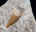 Otodus obliquus AGASSIZ 1843 - Bild © FossNet FossilienStore